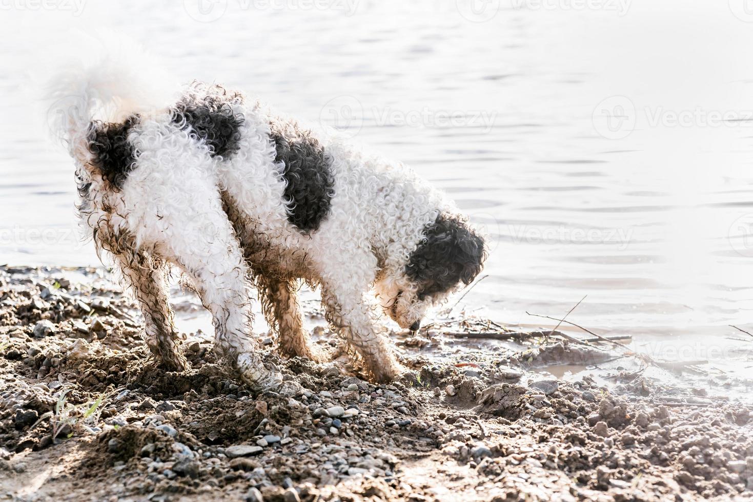 Cute adorable Bichon Frise dog digging sand by the river photo