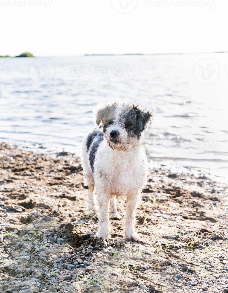 lindo perro bichon frise caminando por el agua foto