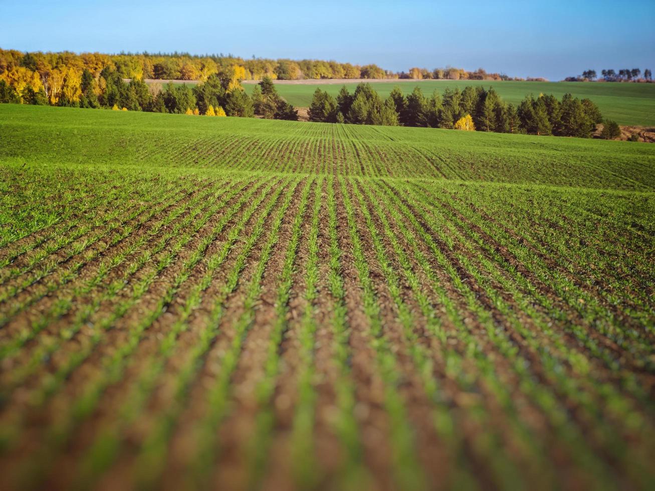 campo de otoño sembrado con cultivos de invierno. foto