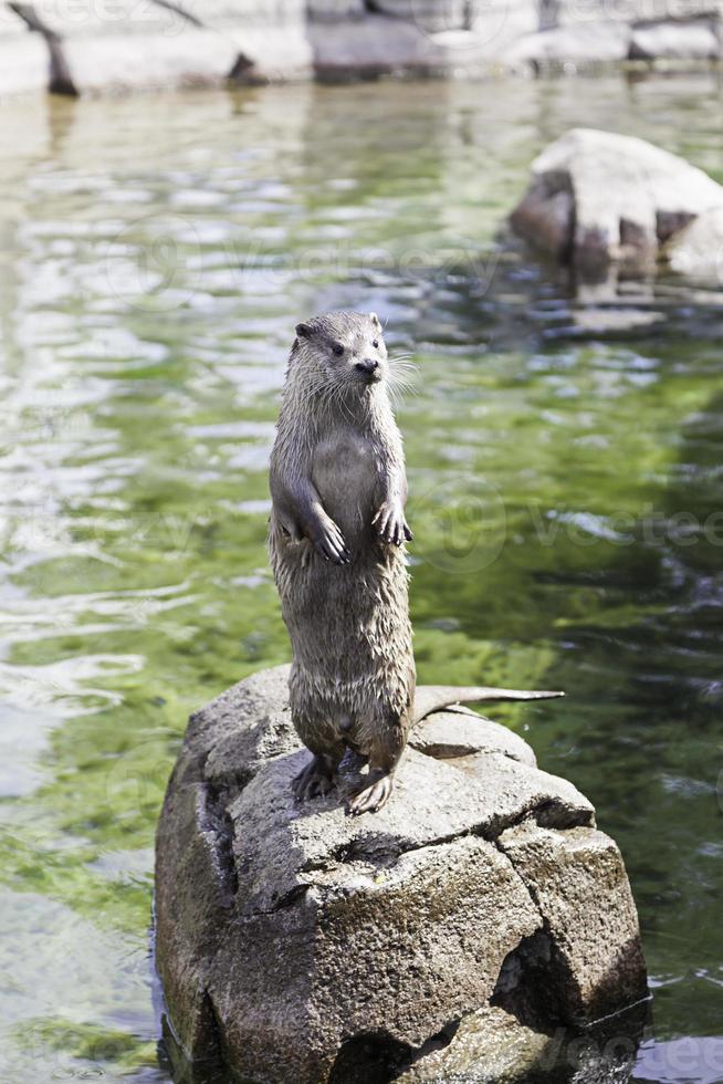 Otter sunbathing in nature photo