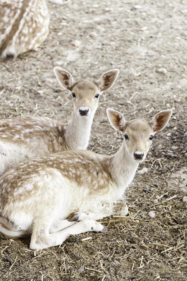 Young deer resting photo