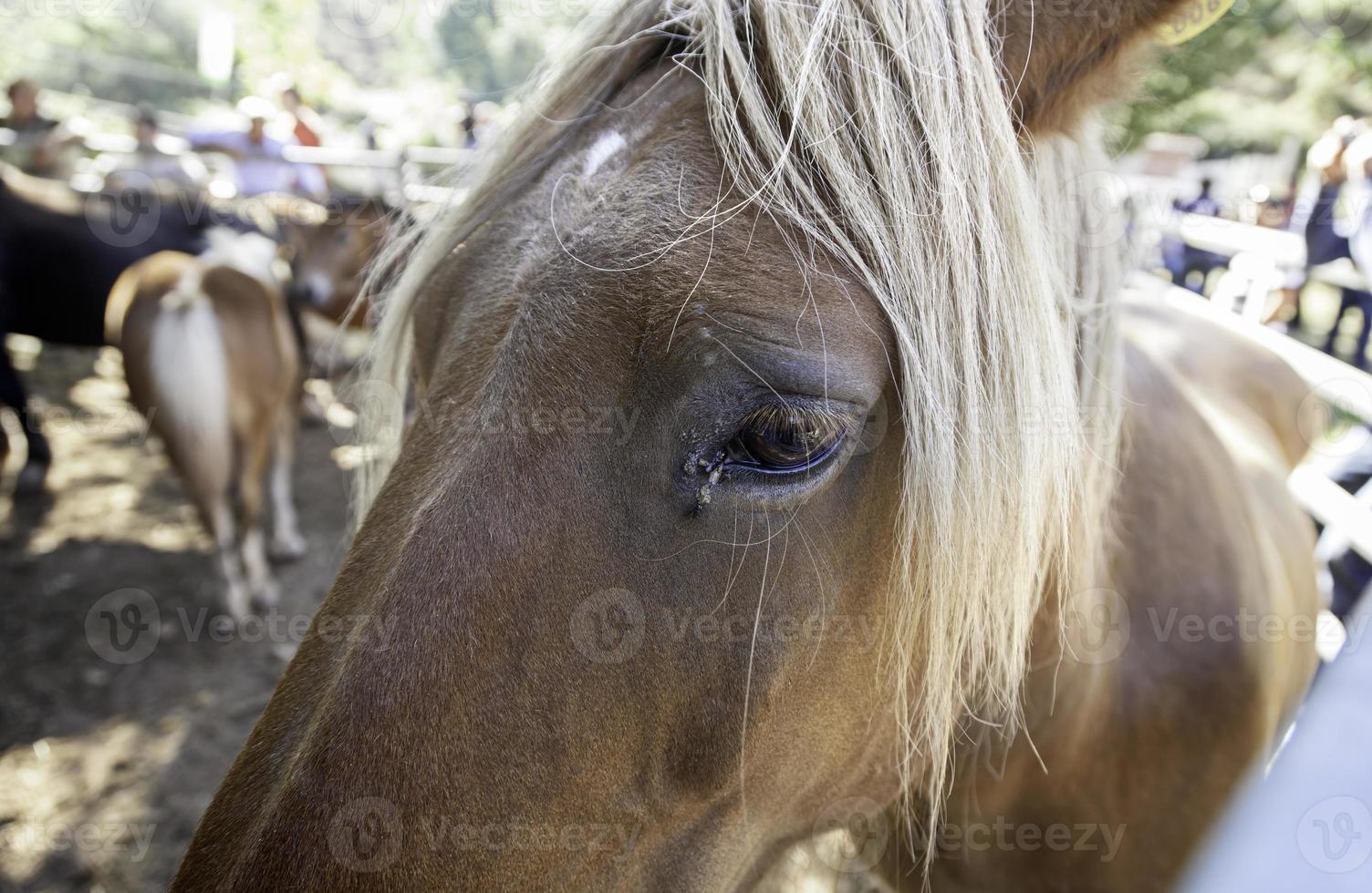 Wlid horse in nature photo