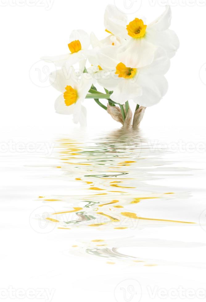 White daffofils with reflection photo