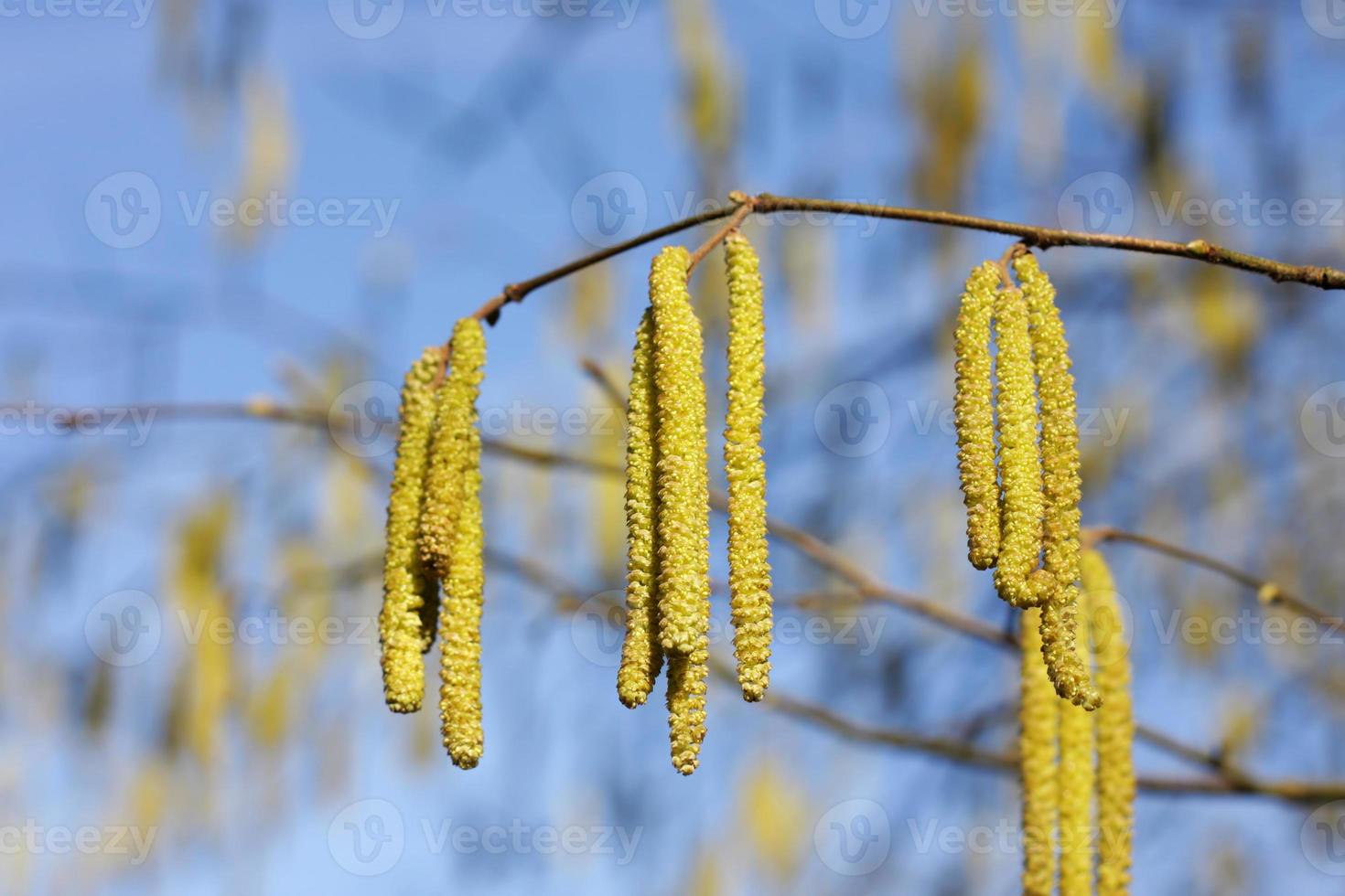 Hazel branch with seeds photo