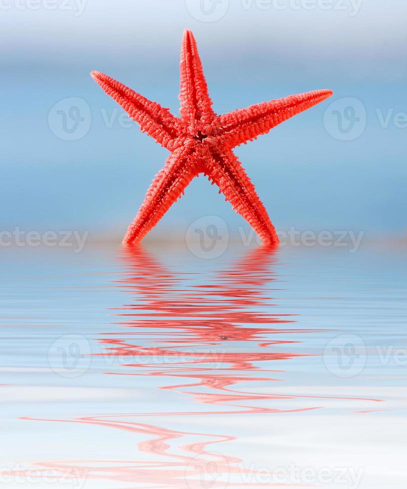 Starfish on the beach photo