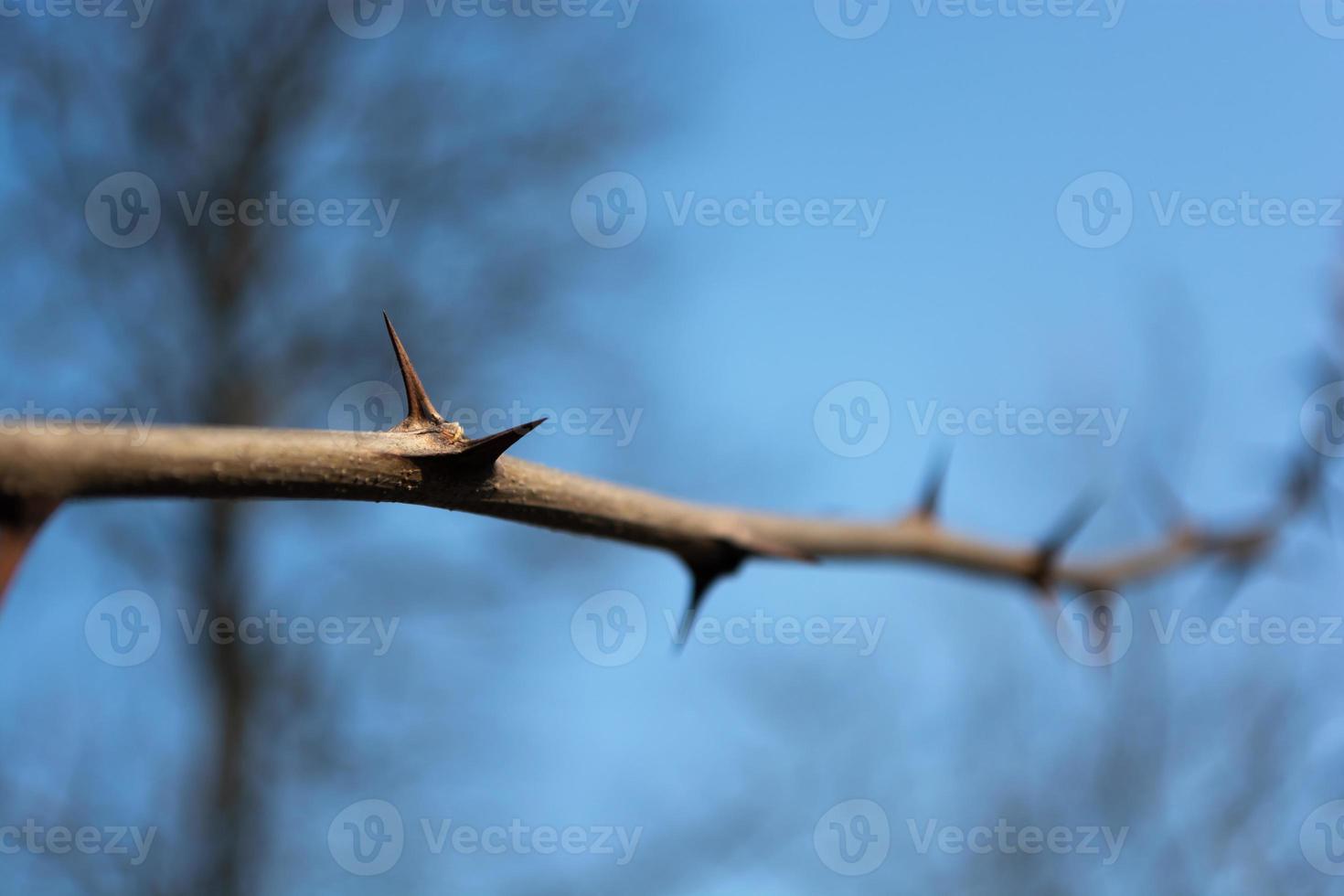 Branch with acacia needles photo
