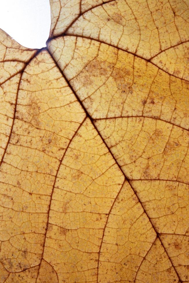 Autumn leaf texture close-up with veins vertical format photo