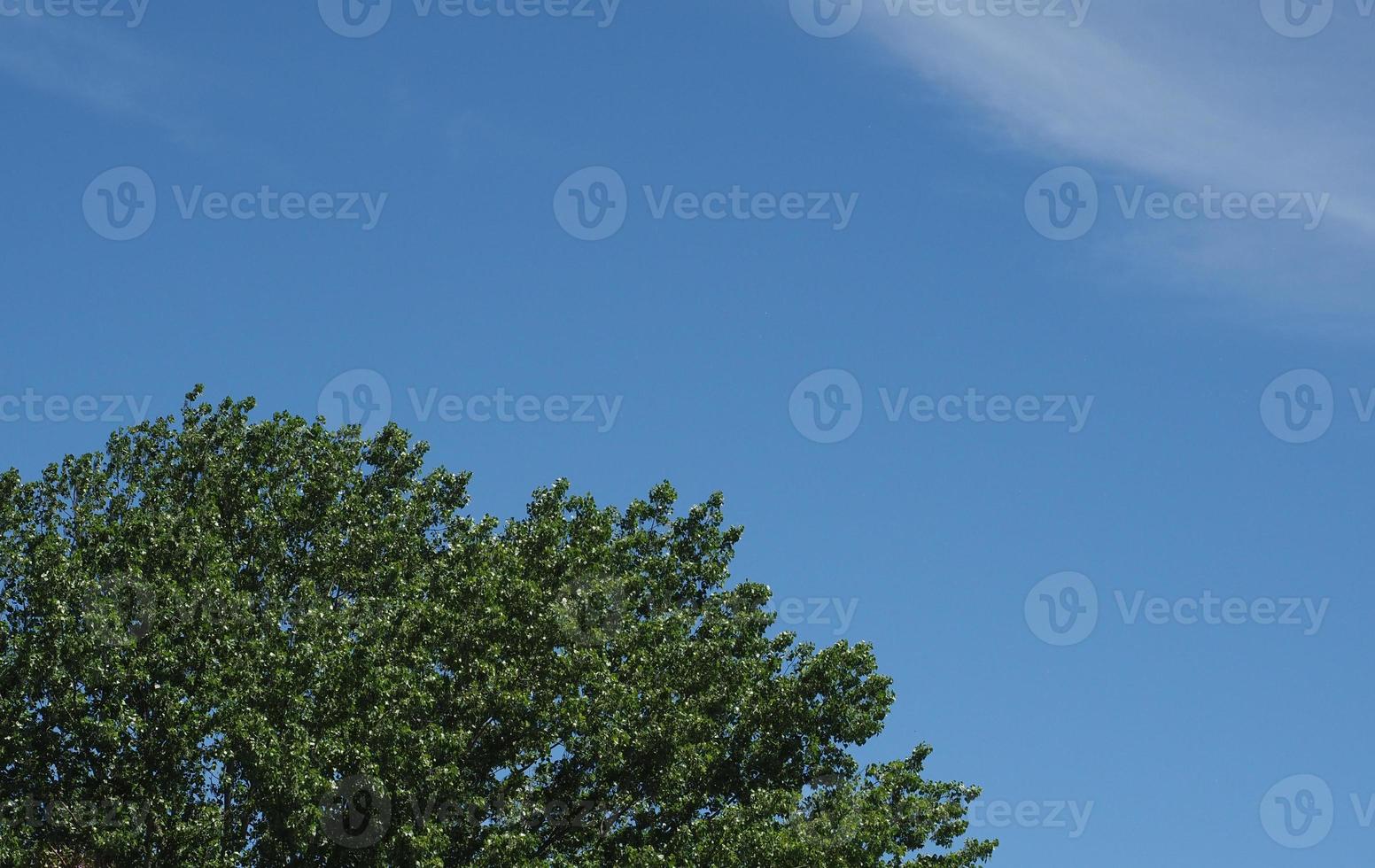 cielo azul con nubes y copa de árbol foto