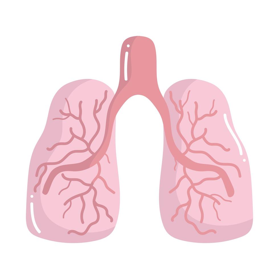 human lungs organ vector