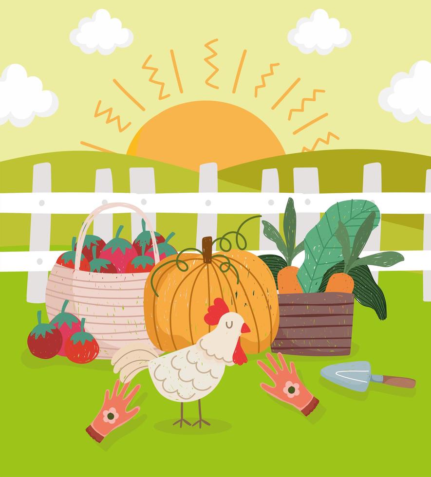 farm organic food and chicken vector