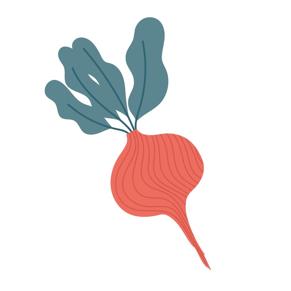 beetroot fresh vegetable food icon isolated design vector