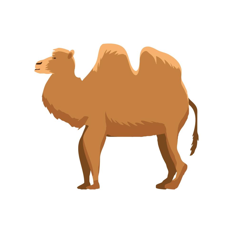 dromedary animal cartoon vector