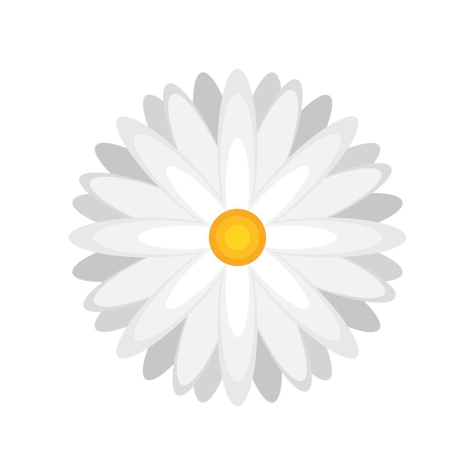 flower daisy nature vector