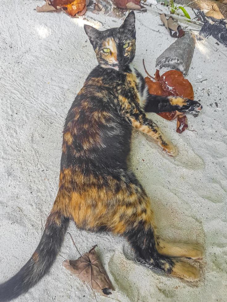 Fluffy cute black orange cat with bright green eyes Maldives. photo