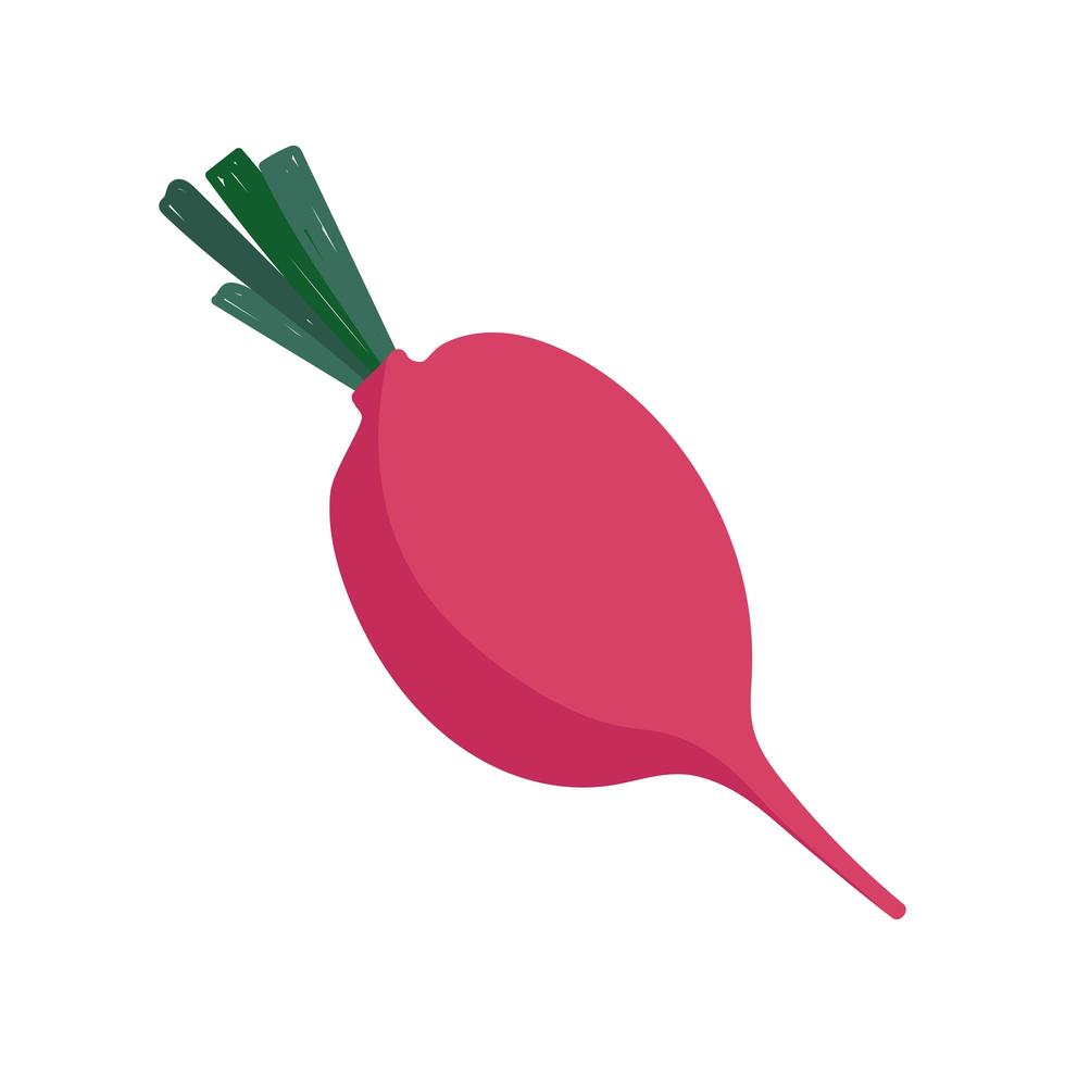 radish fresh vegetable food icon isolated design vector