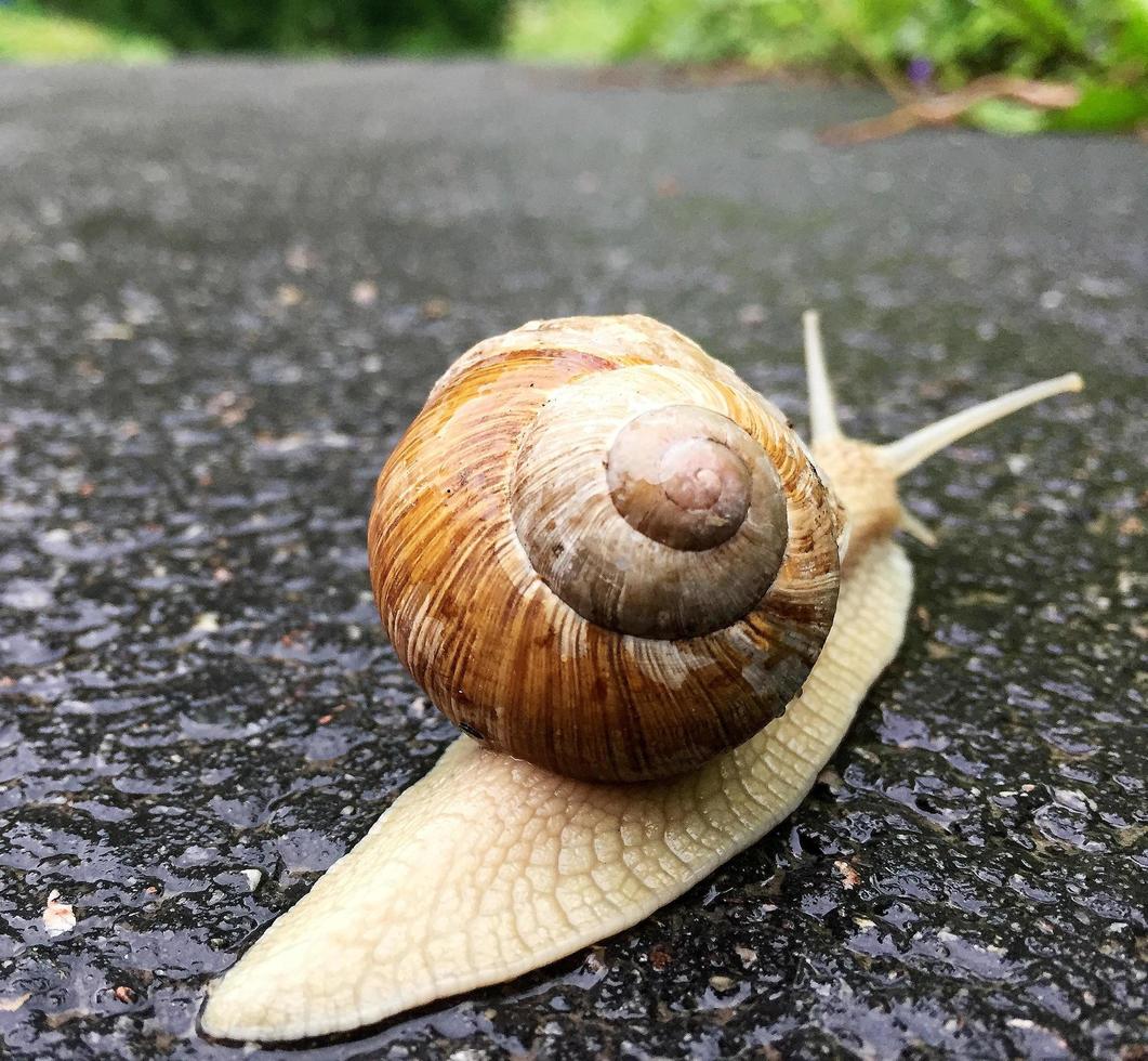 Big garden snail in shell crawling on wet road hurry home photo