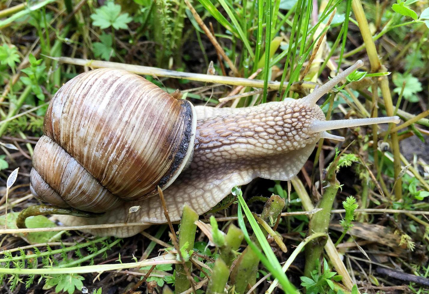 Caracol de jardín grande con concha arrastrándose por la carretera mojada date prisa en casa foto