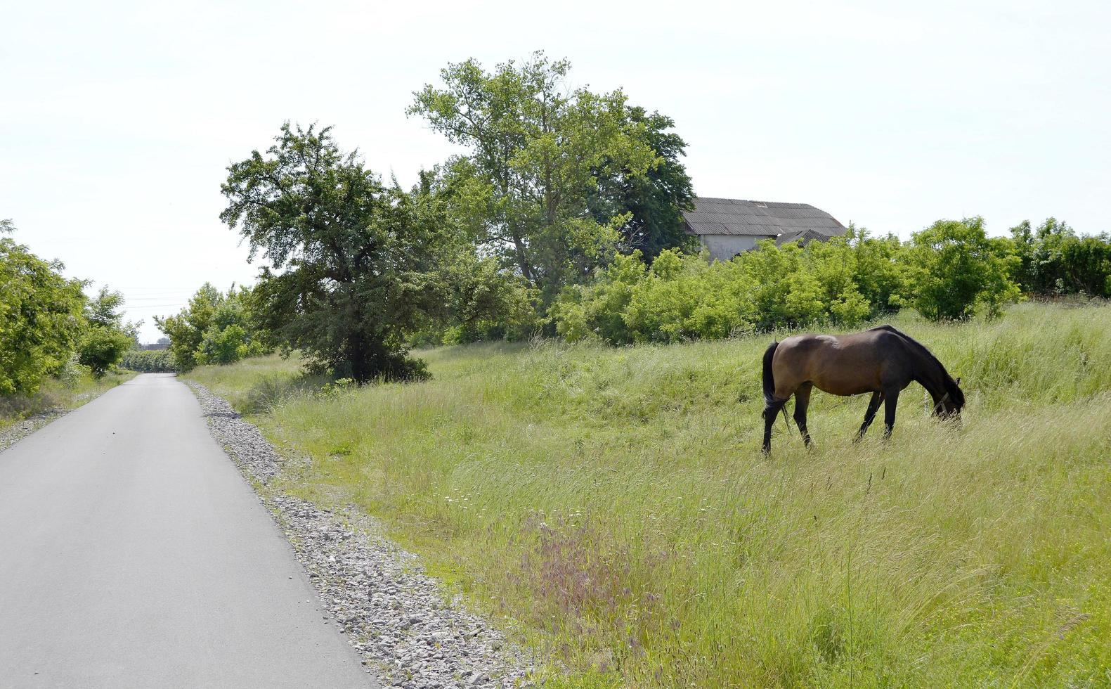 Beautiful wild brown horse stallion on summer flower meadow photo