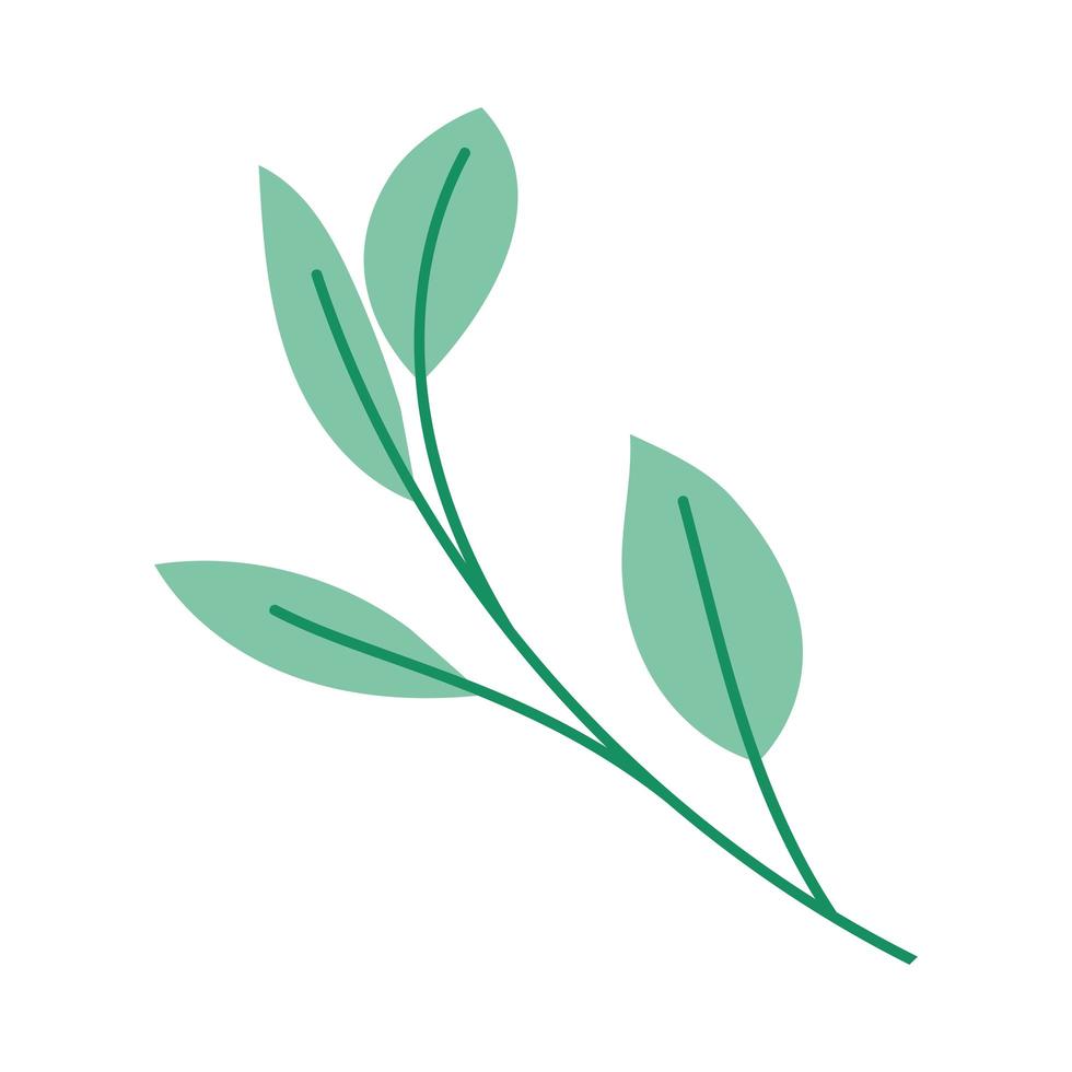 leaves and stem vector