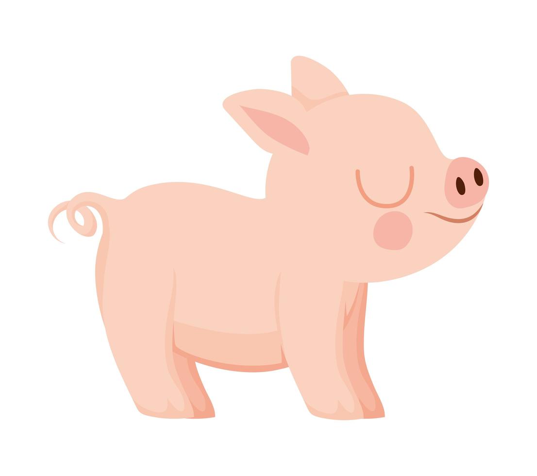 pretty piggy design vector
