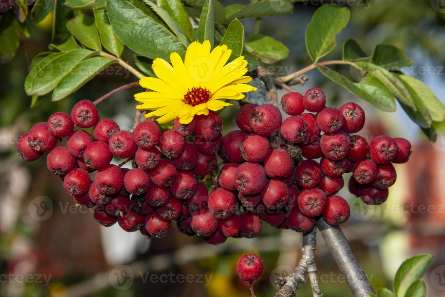 Rowan. Rowan berries on a blurred green background. photo