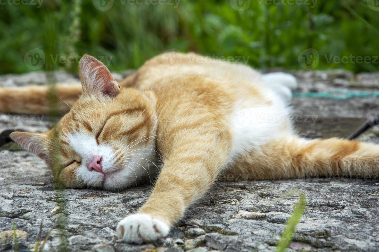 The ginger cat is basking in the garden on the path. The cat stretches himself. photo