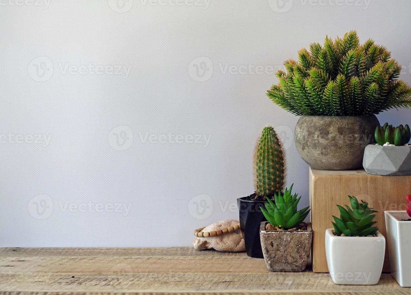 Background gray wall and green succulents cactus 3749442 Stock Photo at