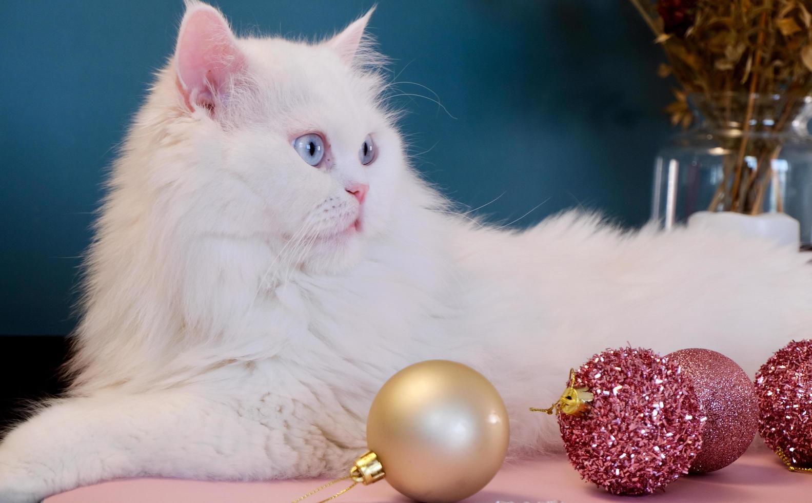 Gato persa blanco delante de un fondo turquesa y adornos navideños delante de él foto