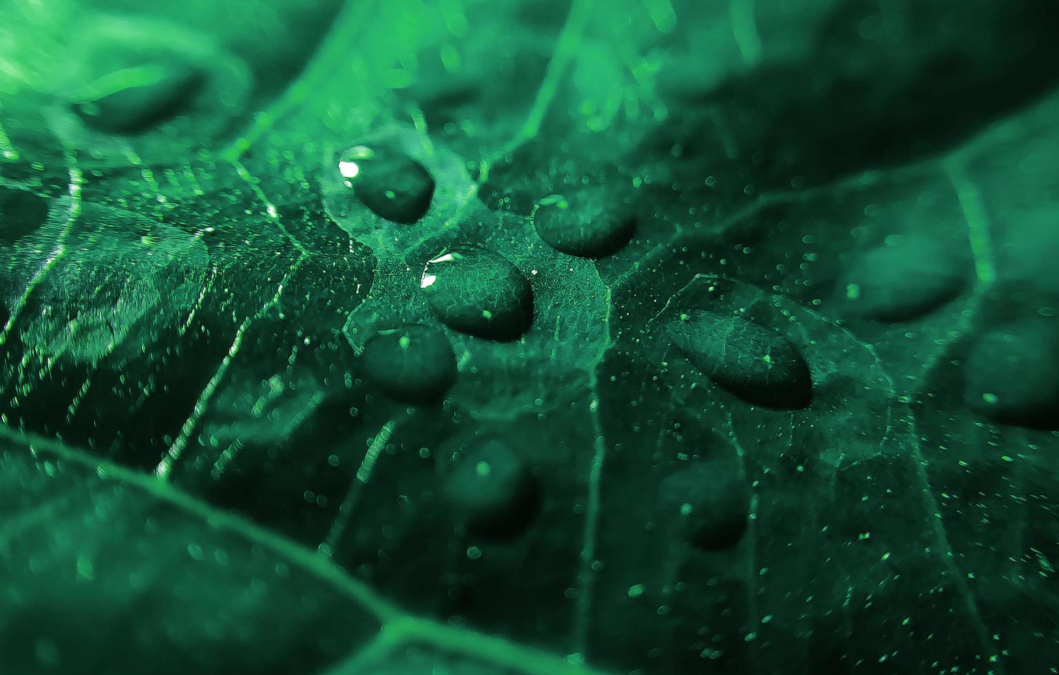 fondo natural de cerca la imagen. hermosas gotas de agua de lluvia transparente sobre una hoja de color macro. foto