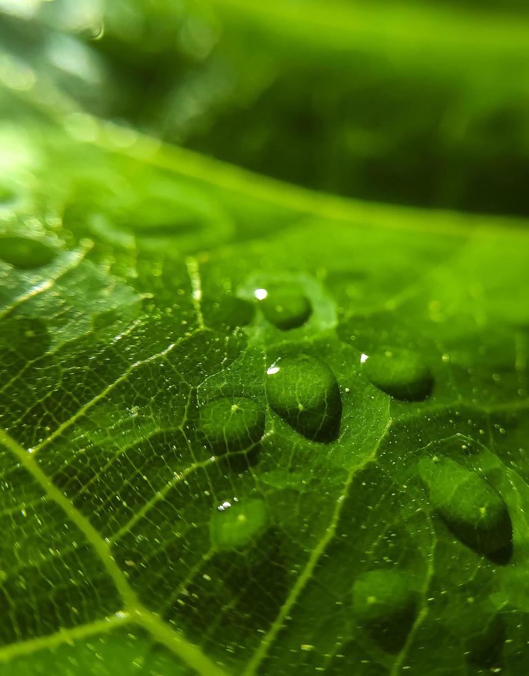 fondo natural de cerca la imagen. hermosas gotas de agua de lluvia transparente sobre una hoja de color macro. foto