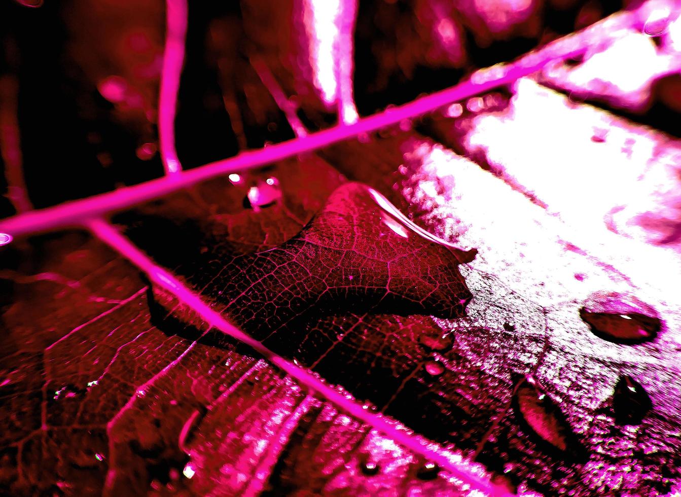 Natural background close up image. Beautiful drops of transparent rain water on a colored leaf macro. photo