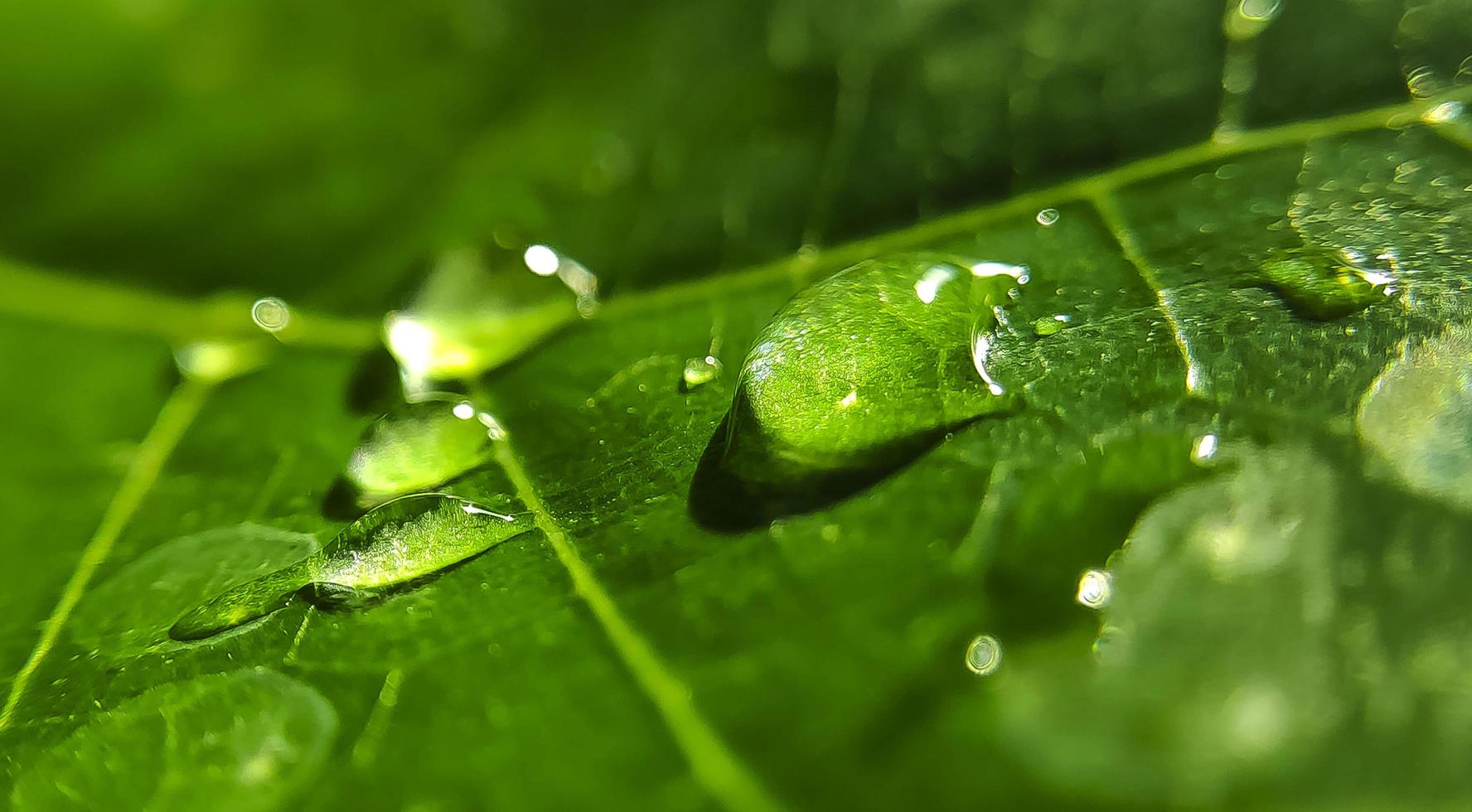 Natural background close up image. Beautiful drops of transparent rain water on a colored leaf macro. photo