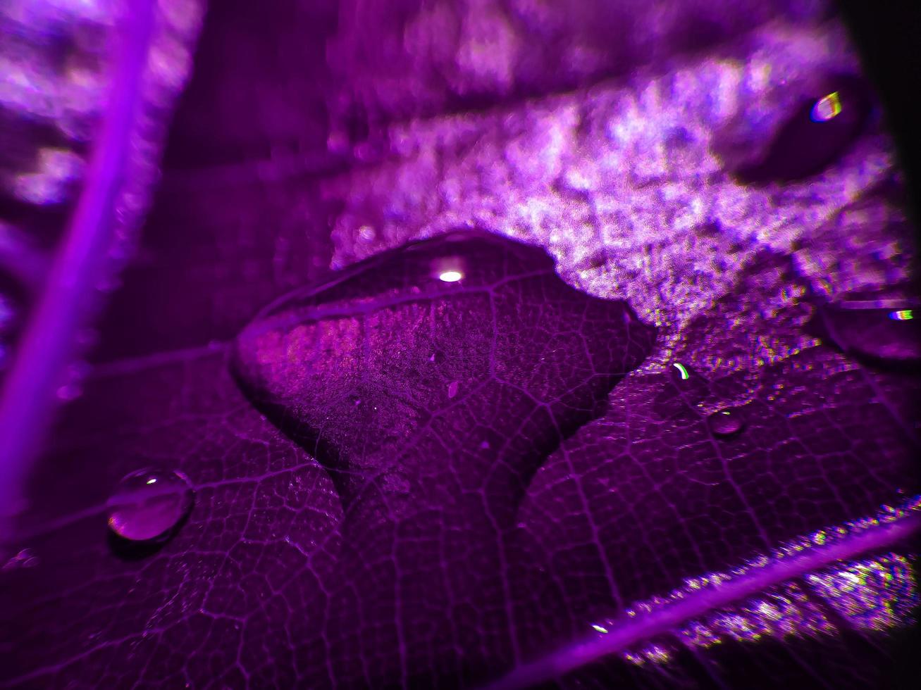 fondo natural de cerca la imagen. hermosas gotas de agua de lluvia transparente sobre una hoja de color macro. foto