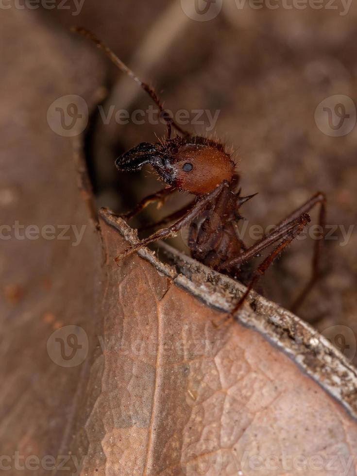 Atta hormiga cortadora de hojas foto