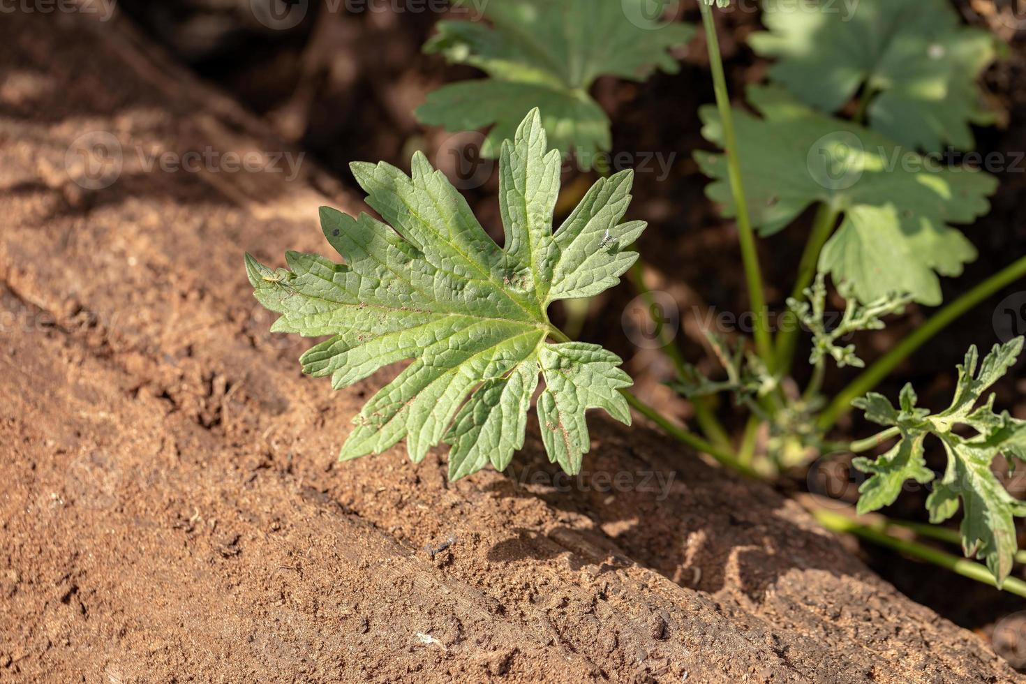 Small Flowering Plant photo