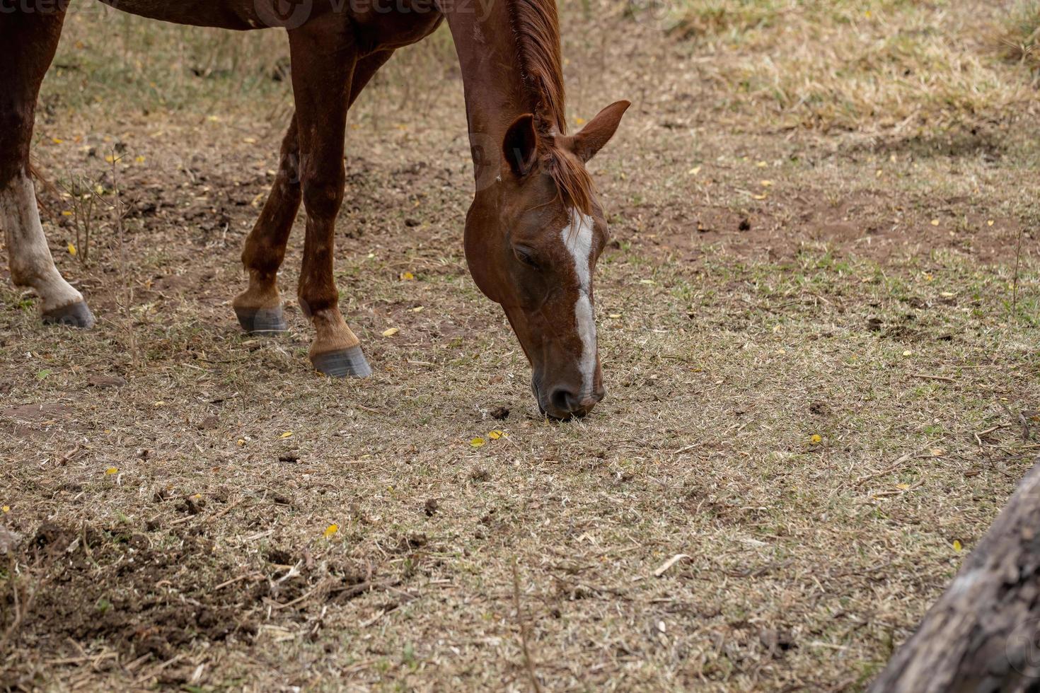 caballo en una granja brasileña foto