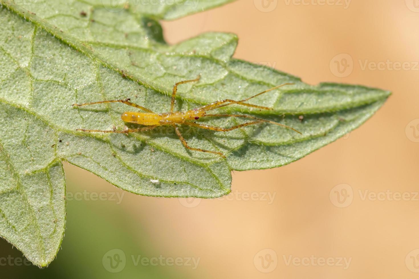 ninfa del insecto asesino foto