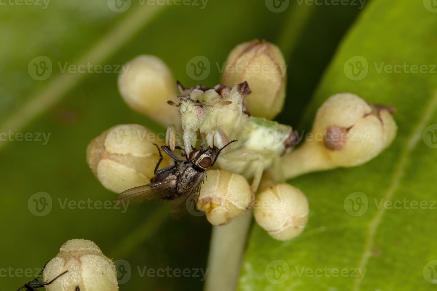 Adult Ambush Bug photo