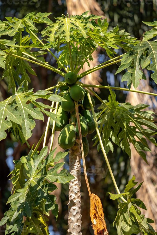 hojas de papaya con enfoque selectivo foto