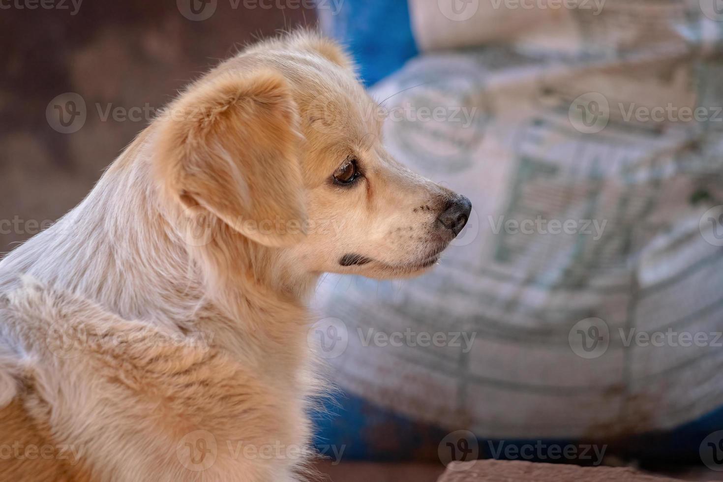 perro doméstico con enfoque selectivo foto