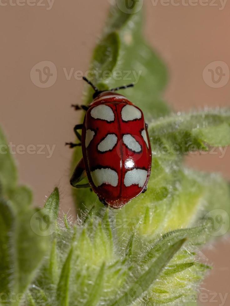 Adult Flea Beetle photo