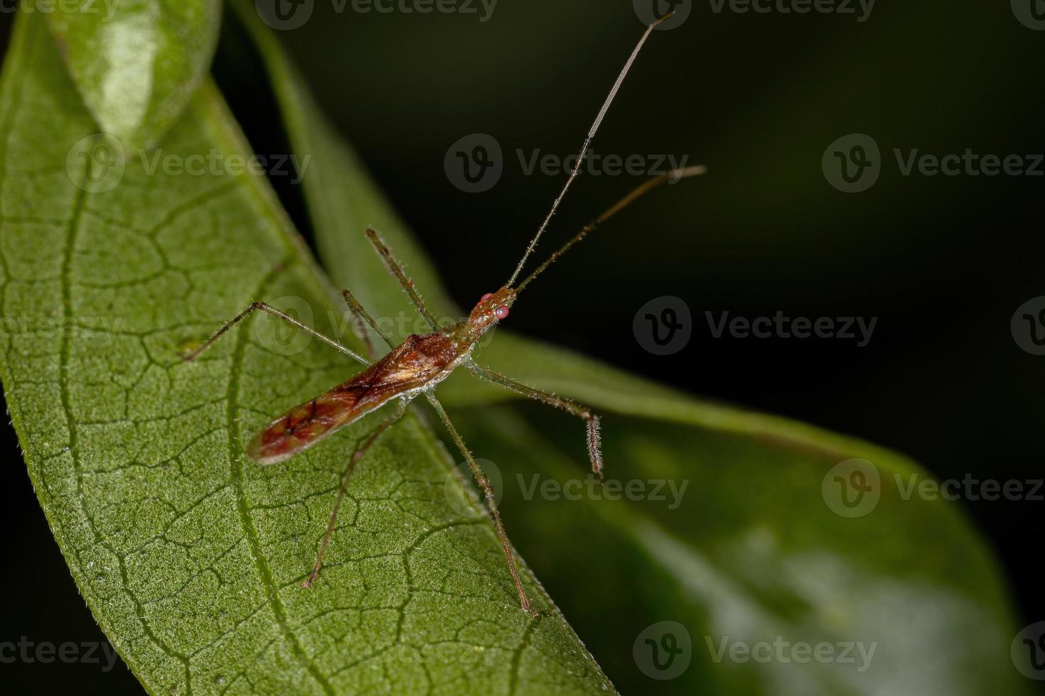 Adult Assassin Bug photo