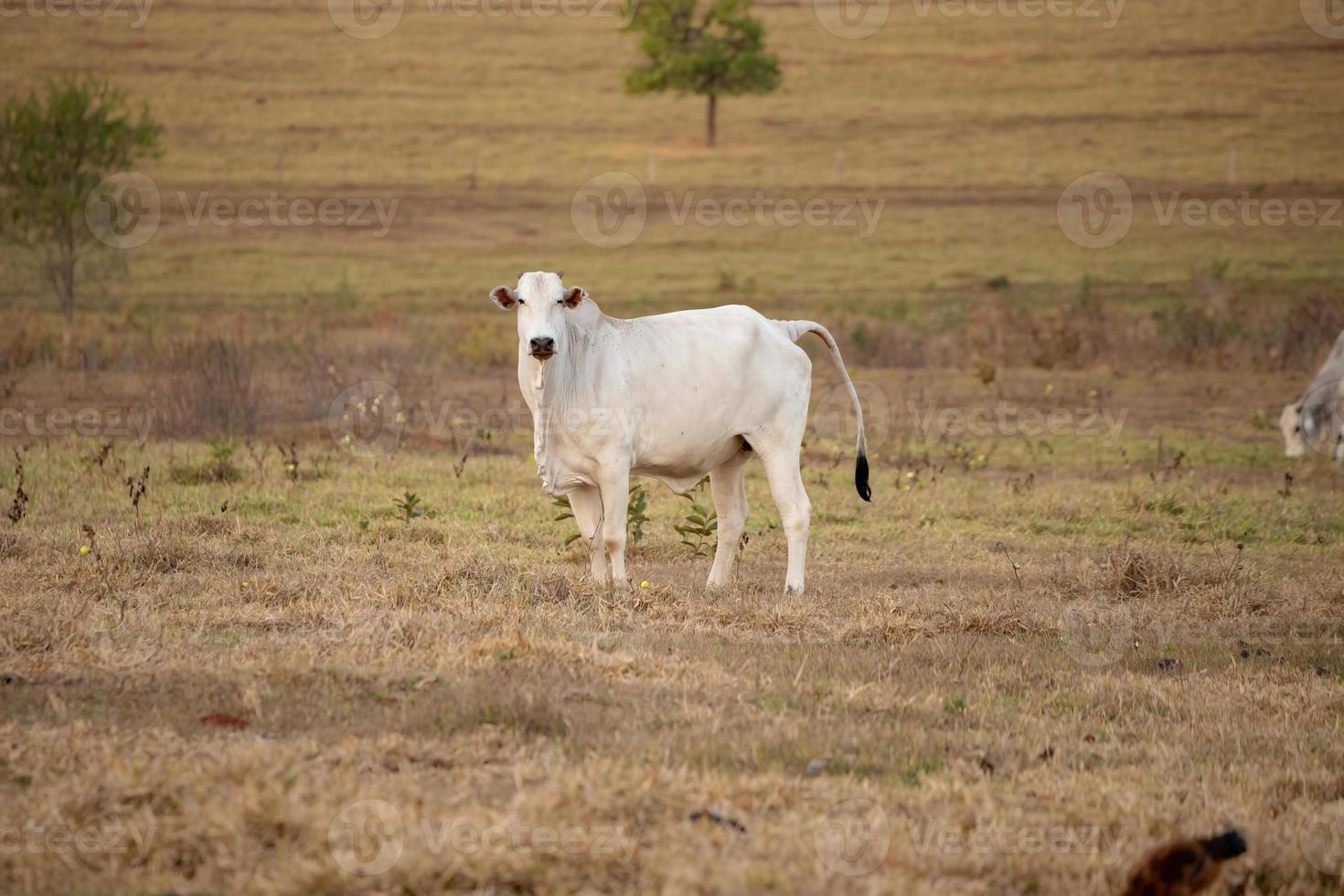 vaca adulta en una granja foto