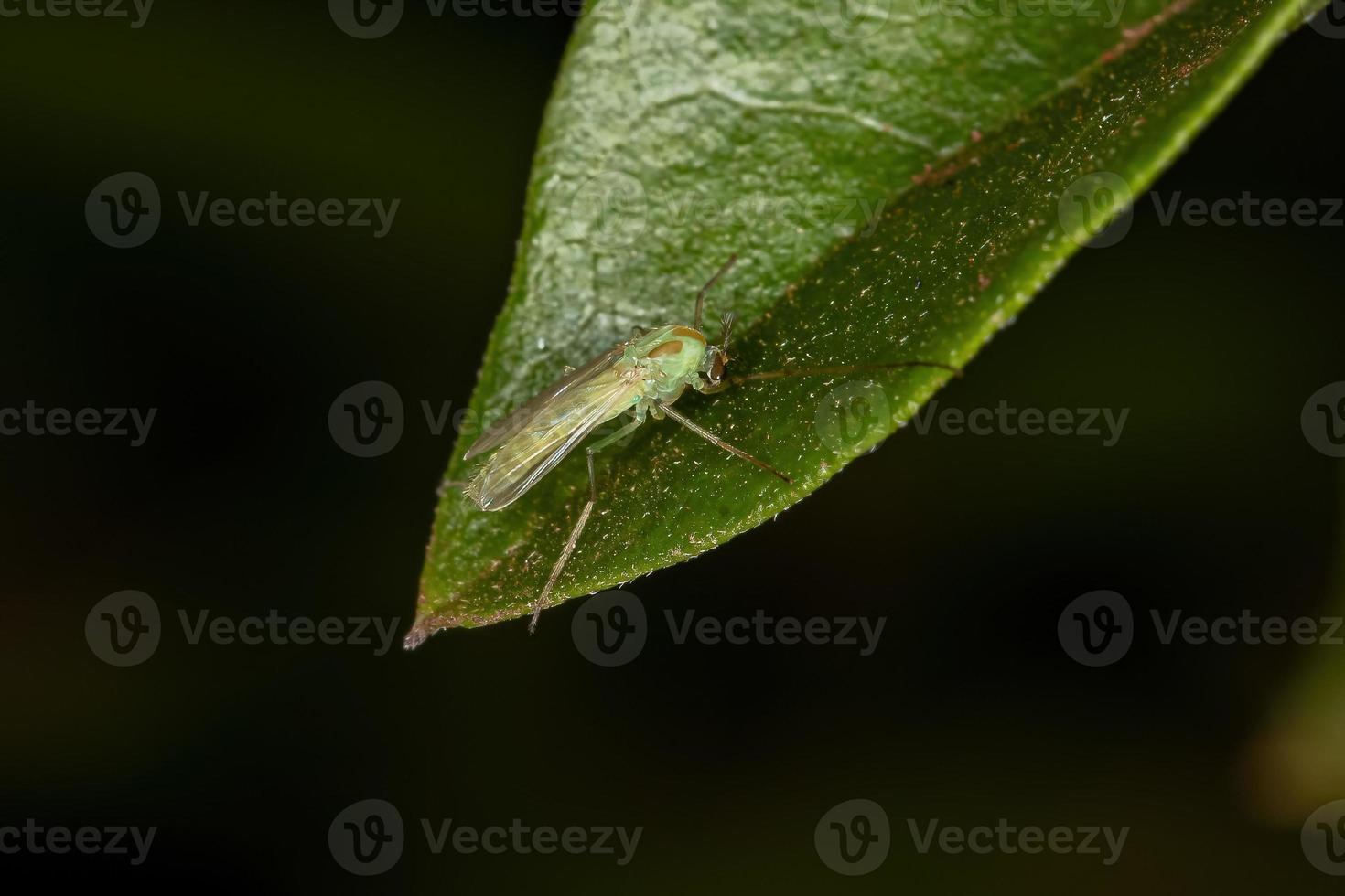 Adult Non-biting Midge photo