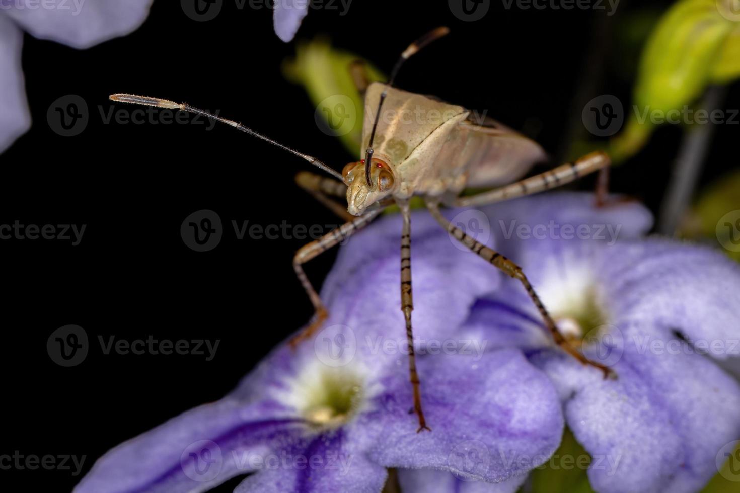 Adult Leaf-footed Bug photo