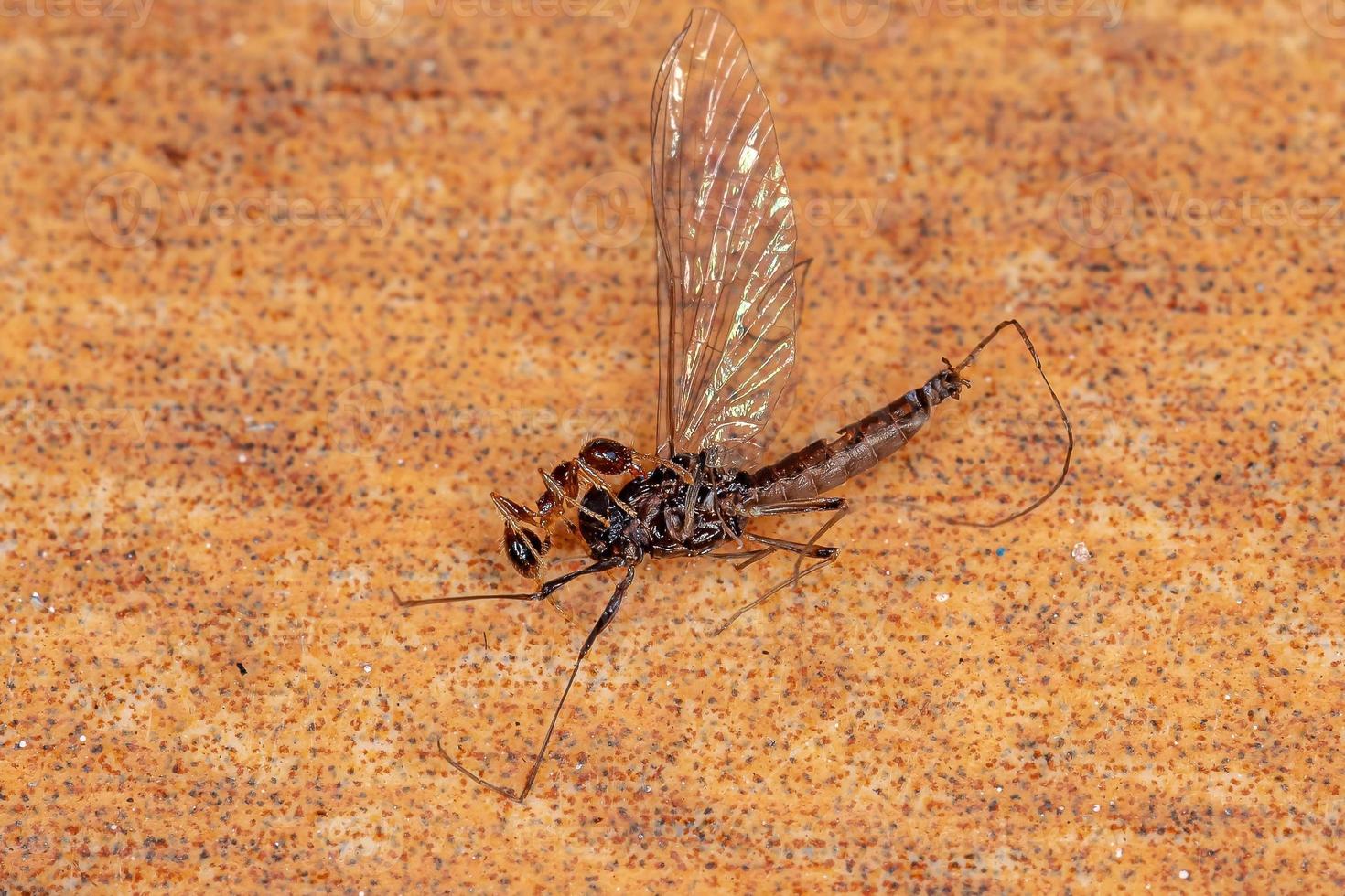 pequeña hormiga trabajadora foto