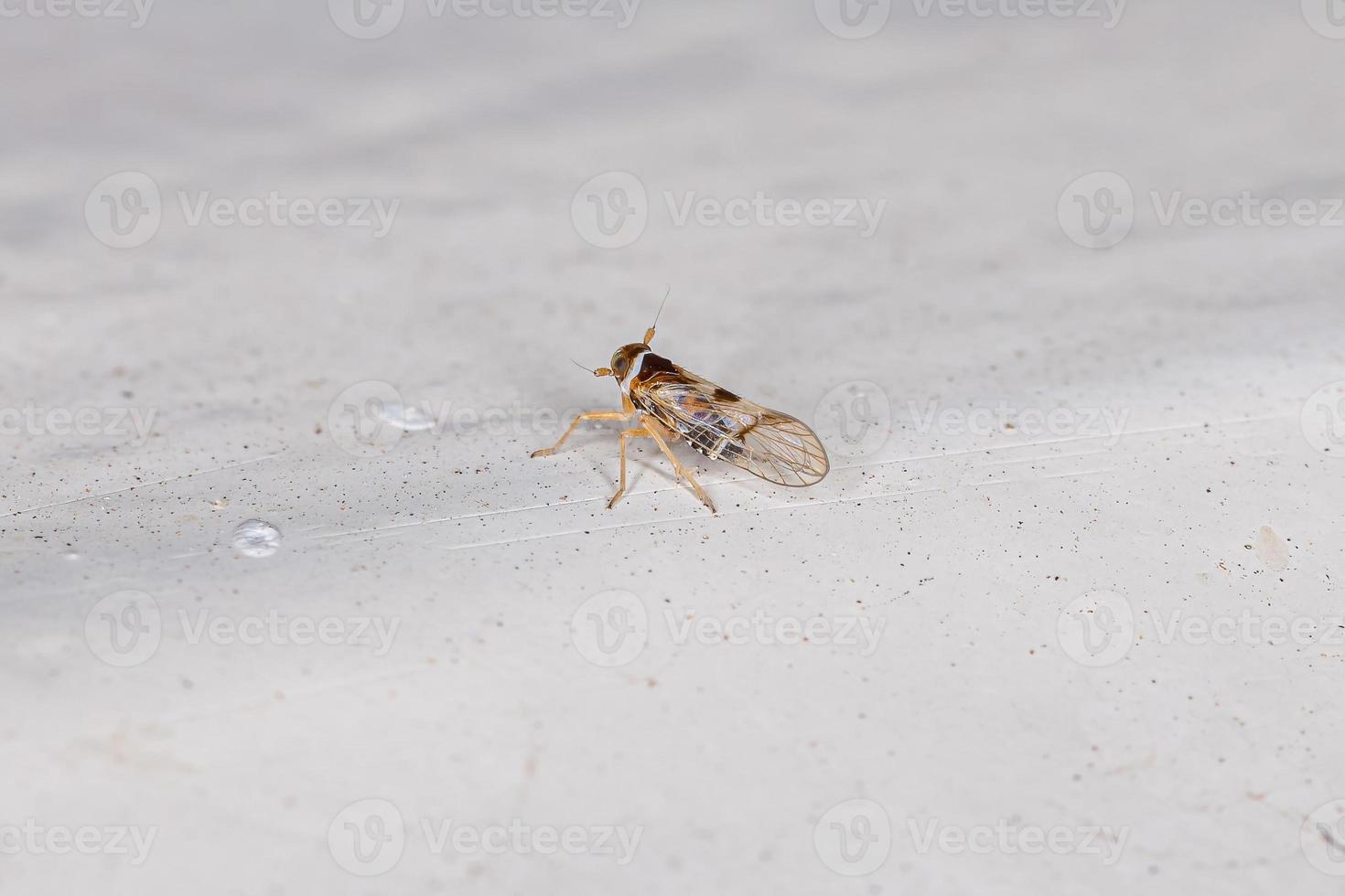 insecto saltahojas adulto foto