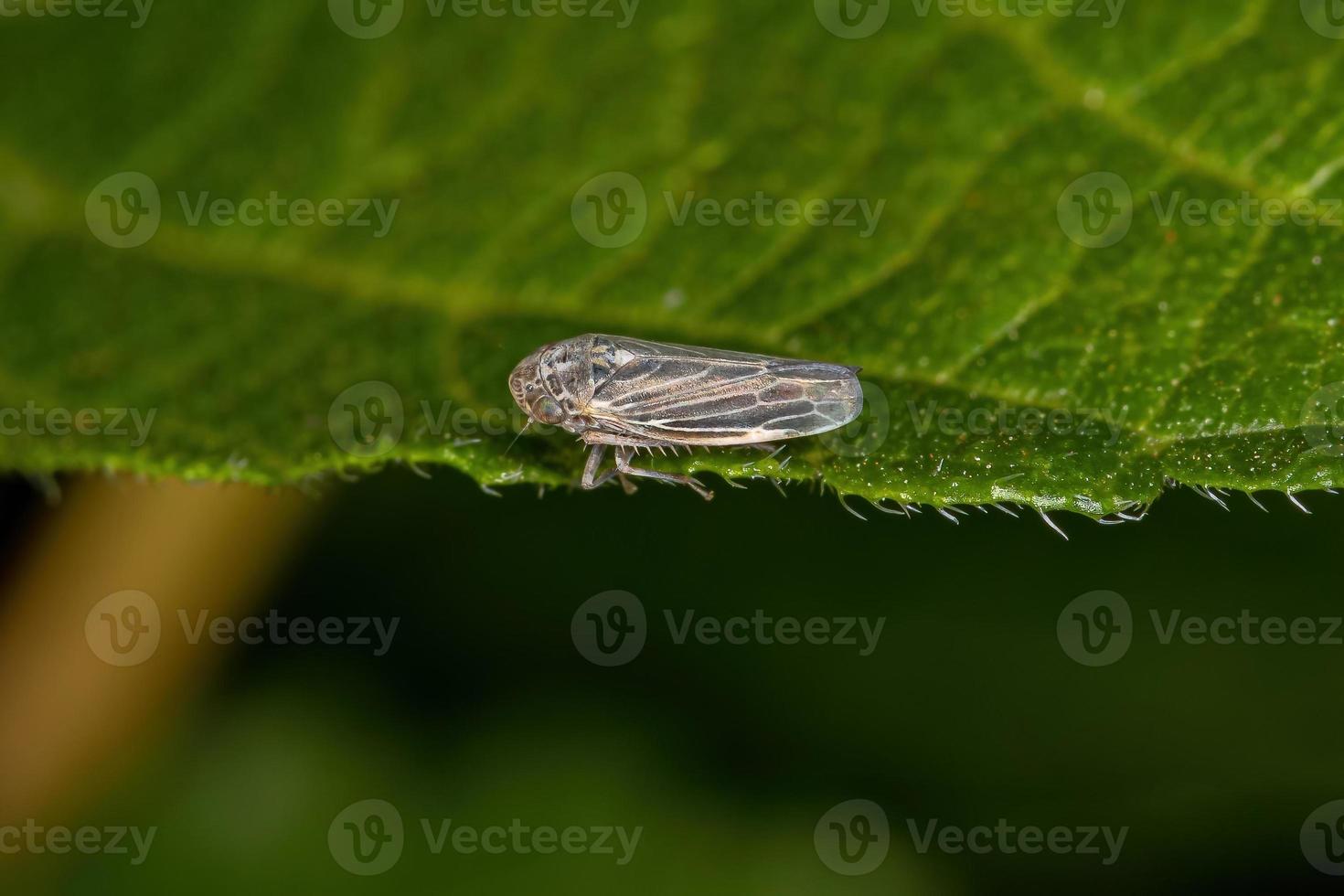 insecto francotirador adulto foto