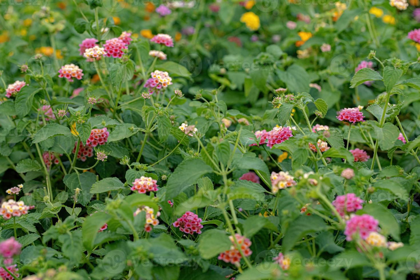 Flower of Common Lantana photo