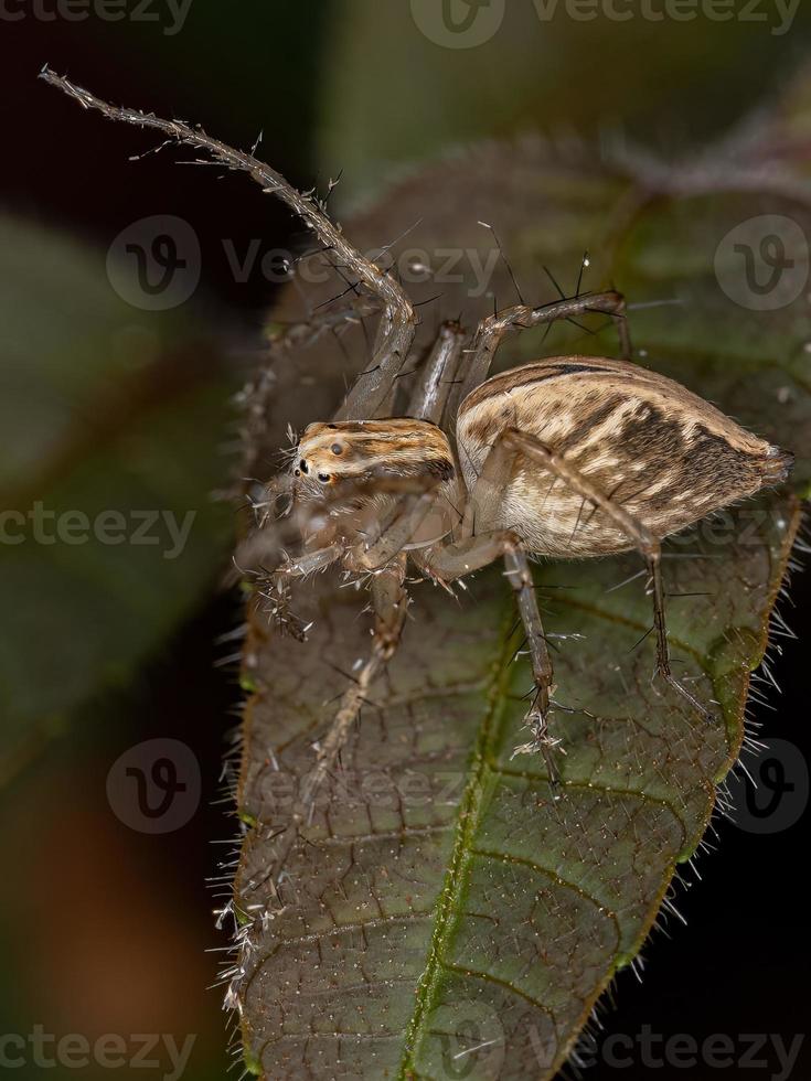 araña lince rayada foto